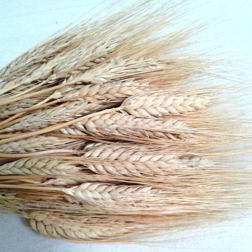 Espigas Trigo Natural Secas con pelos
