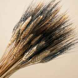 Espigas trigo natural secas con pelos