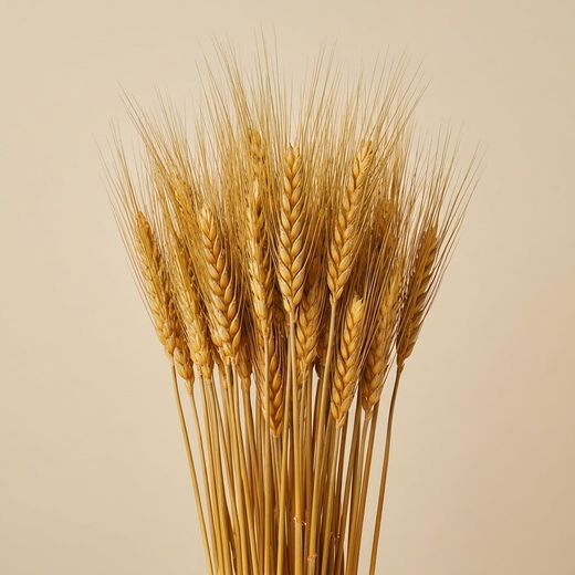 Espigas trigo natural secas con pelos