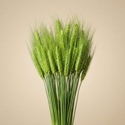 Espigas trigo natural secas con pelos