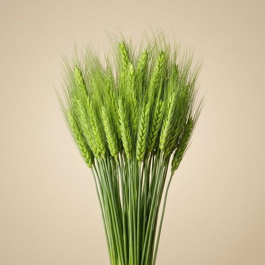 Espigas trigo natural secas con pelos
