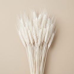 Espigas trigo natural secas con pelos