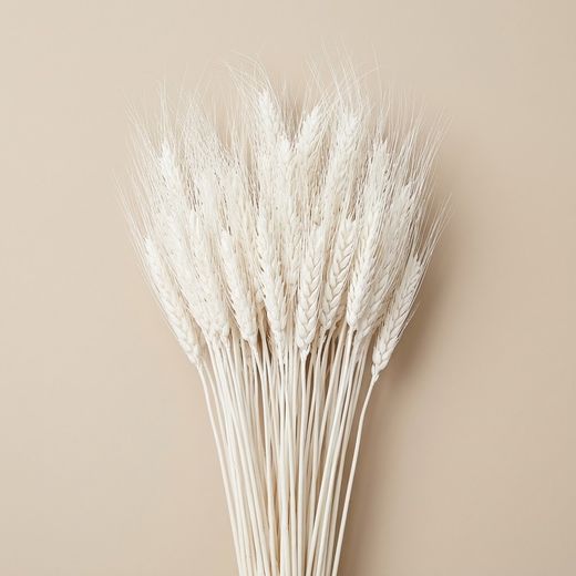 Espigas trigo natural secas con pelos