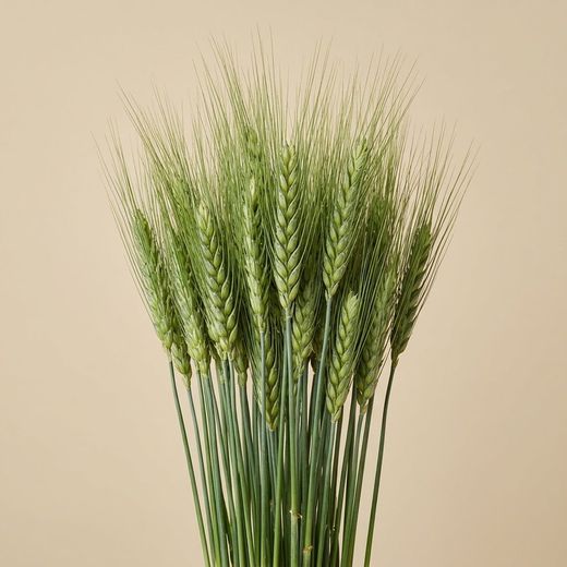 Espigas trigo natural secas con pelos