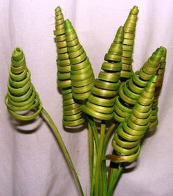 Spirales de canne (CaneCone)