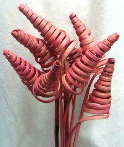Spirales de canne (CaneCone)