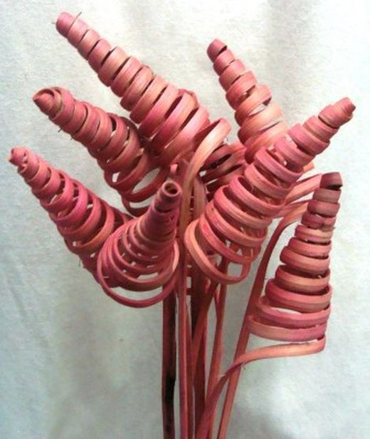 Spirales de canne (CaneCone)