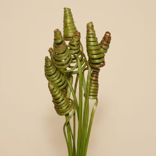 Espirales de caña (CaneCone)