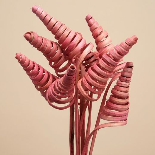 Espirales de caña (CaneCone)