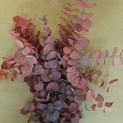 Eucaliptus Cinerea- Vermellós Preservat