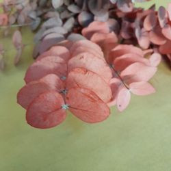 Eucaliptus Cinerea- Vermellós Preservat