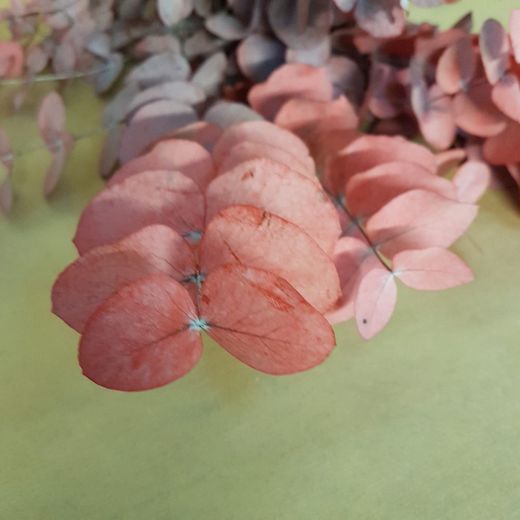 Eucaliptus Cinerea- Vermellós Preservat