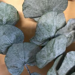 Eucaliptus Cinerea Preservat