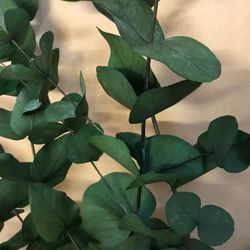 Eucaliptus Cinerea Preservat