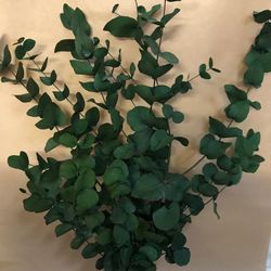 Eucaliptus Cinerea Preservat