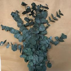 Eucaliptus Cinerea Preservat