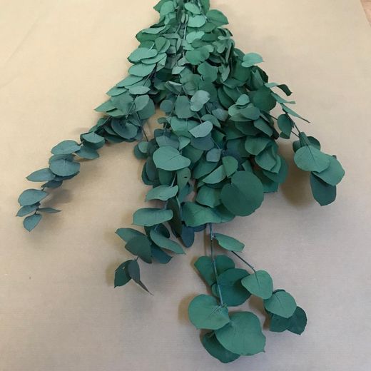 Eucaliptus Cinerea Preservat