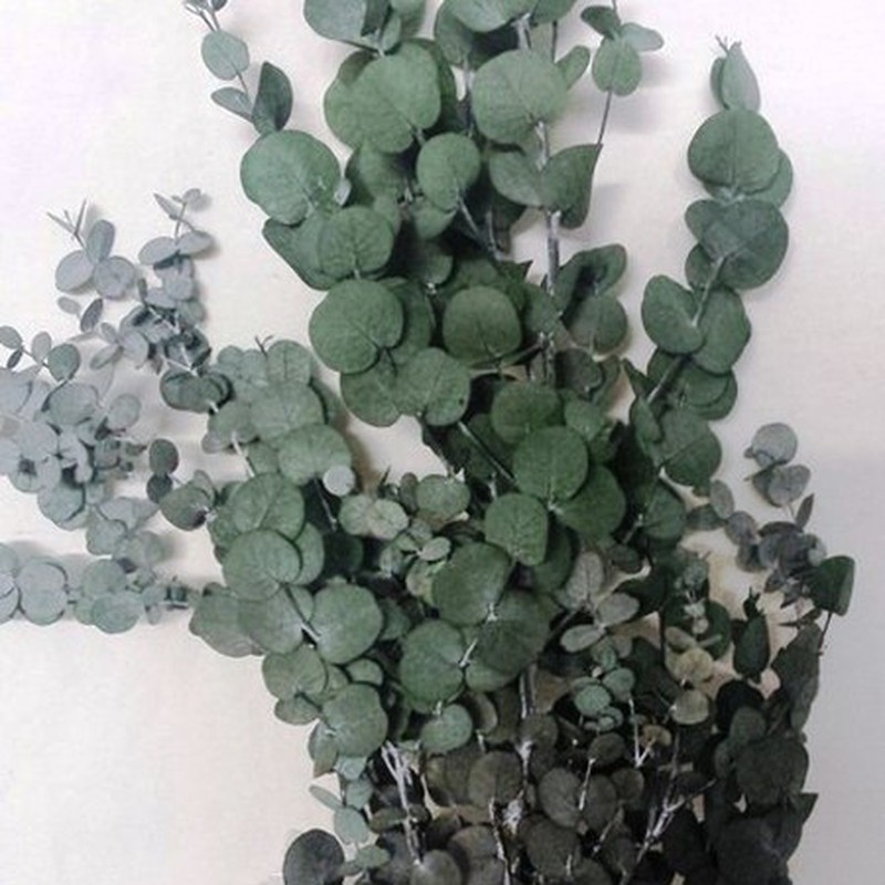 Ramo de Eucaliptus Gunni — Floresfrescasonline