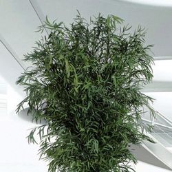 Eucaliptus Nicoly Arbre Preservat