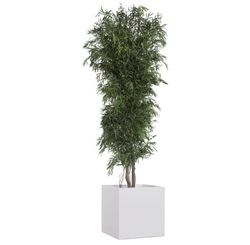 Eucaliptus Nicoly Arbre Preservat