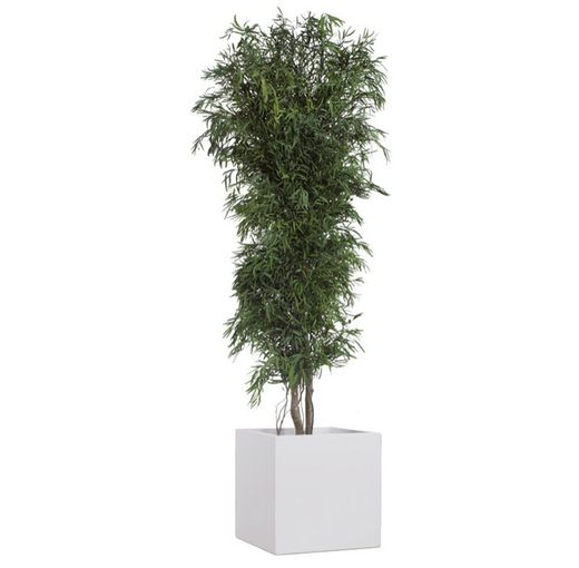 Eucaliptus Nicoly Arbre Preservat