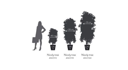 Eucaliptus Nicoly Arbre Preservat