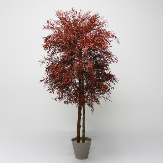 Eucaliptus Nicoly Rojo Preservado 150 cm
