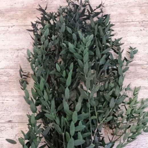 Eucalyptus Parvifolia préservé