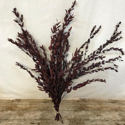 Eucaliptus Parvifolia Preservado