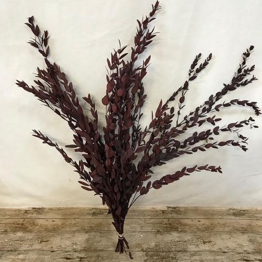 Eucaliptus Parvifolia Preservado