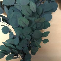 Eucaliptus Populus Verd. Preservat