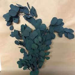 Eucaliptus Populus Verd. Preservat