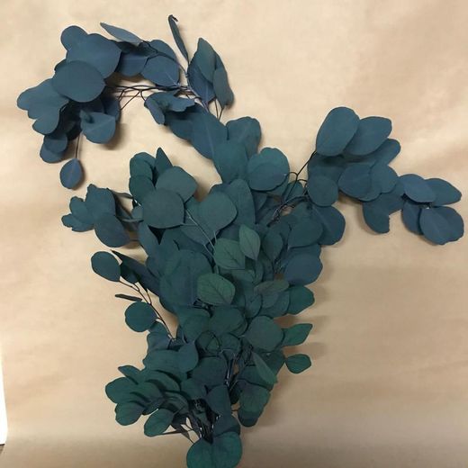 Eucaliptus Populus Verd. Preservat