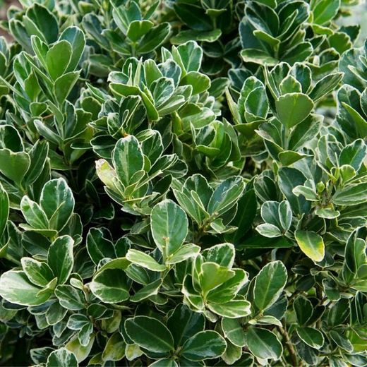 EUONYMUS JAP. ALBO