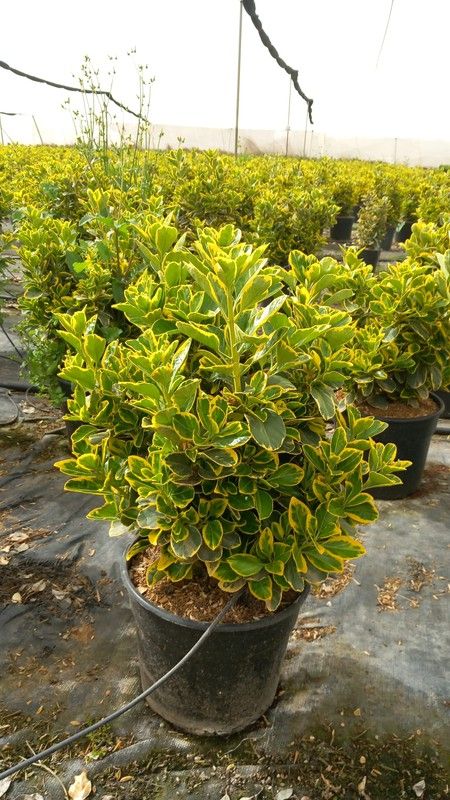 EUONYMUS JAP. MARIEKE