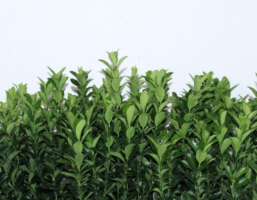 Euonymus Jap. Verde
