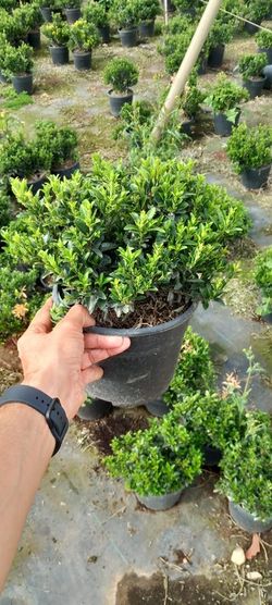 EUONYMUS MYCROPHILLA AUREA