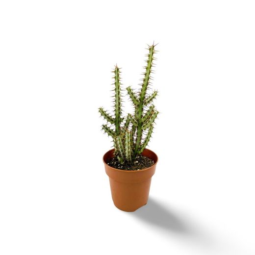 Euphorbia Aeruginosa