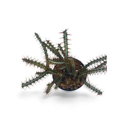 Euphorbia Aeruginosa