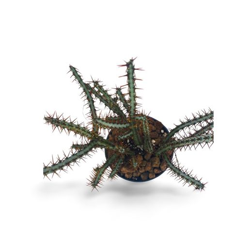 Euphorbia Aeruginosa
