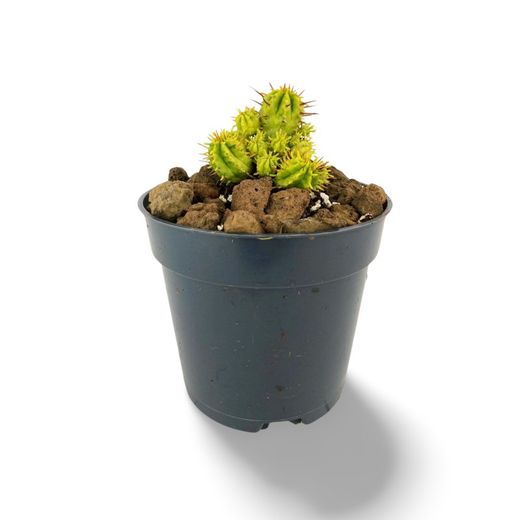 Euphorbia Aggregata Variegata
