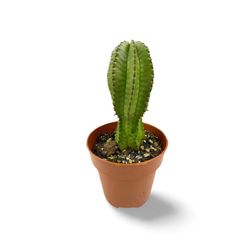 Euphorbia anoplia Mother Hubba