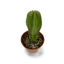 Euphorbia anoplia Mother Hubba