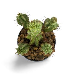 Euphorbia Horrida Monstruosa
