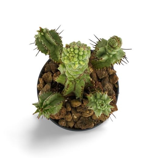 Euphorbia Horrida Monstruosa