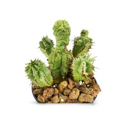 Euphorbia Horrida Monstruosa