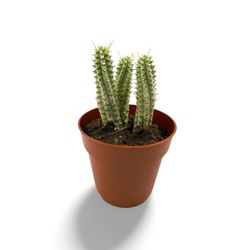 Euphorbia mammillaris Variegata