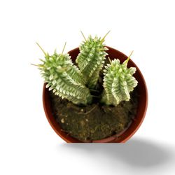 Euphorbia mammillaris Variegata