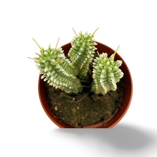 Euphorbia mammillaris Variegata