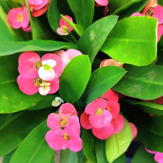 Euphorbia Milli Espina de Crist Pack 4 u.